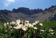 43  Dryas ocotopetala (Camedrio alpino) con vista sui contrafforti nord Arera